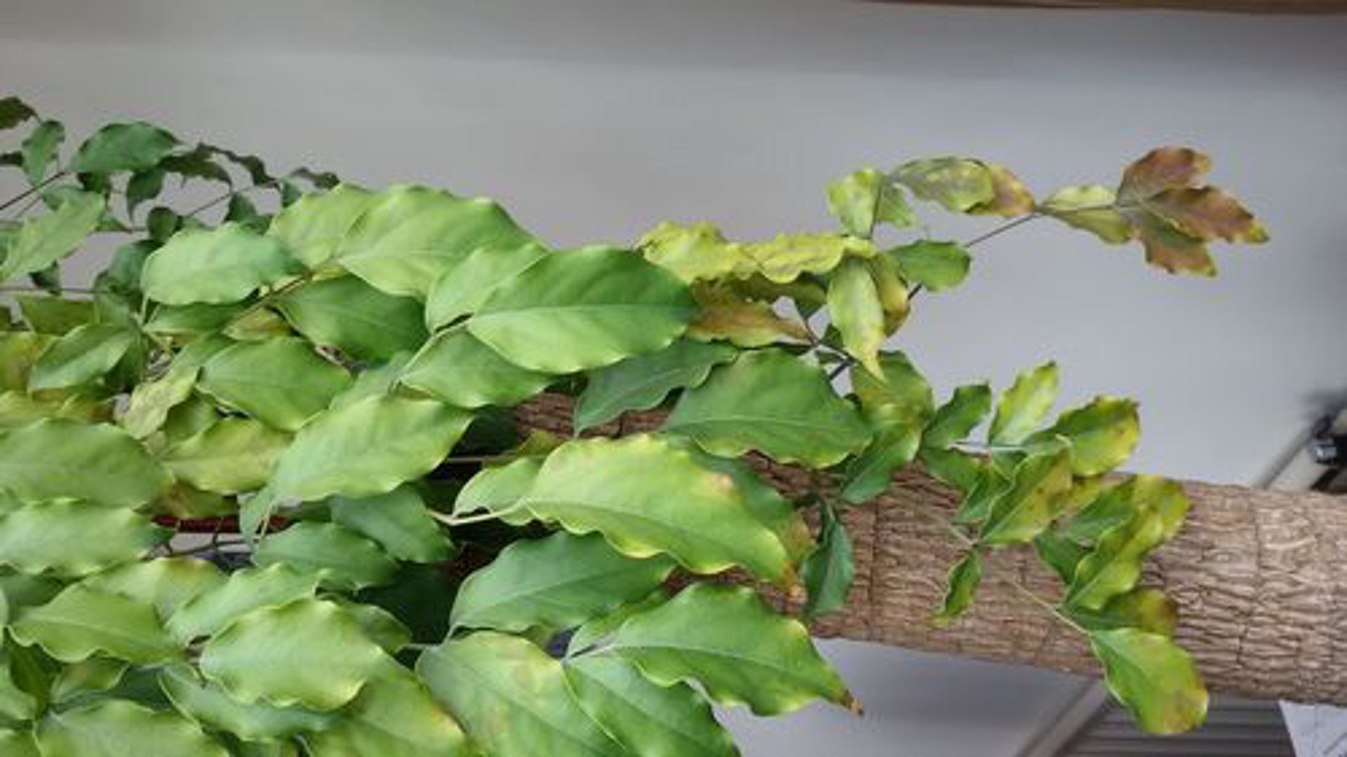 幸福树生物科技