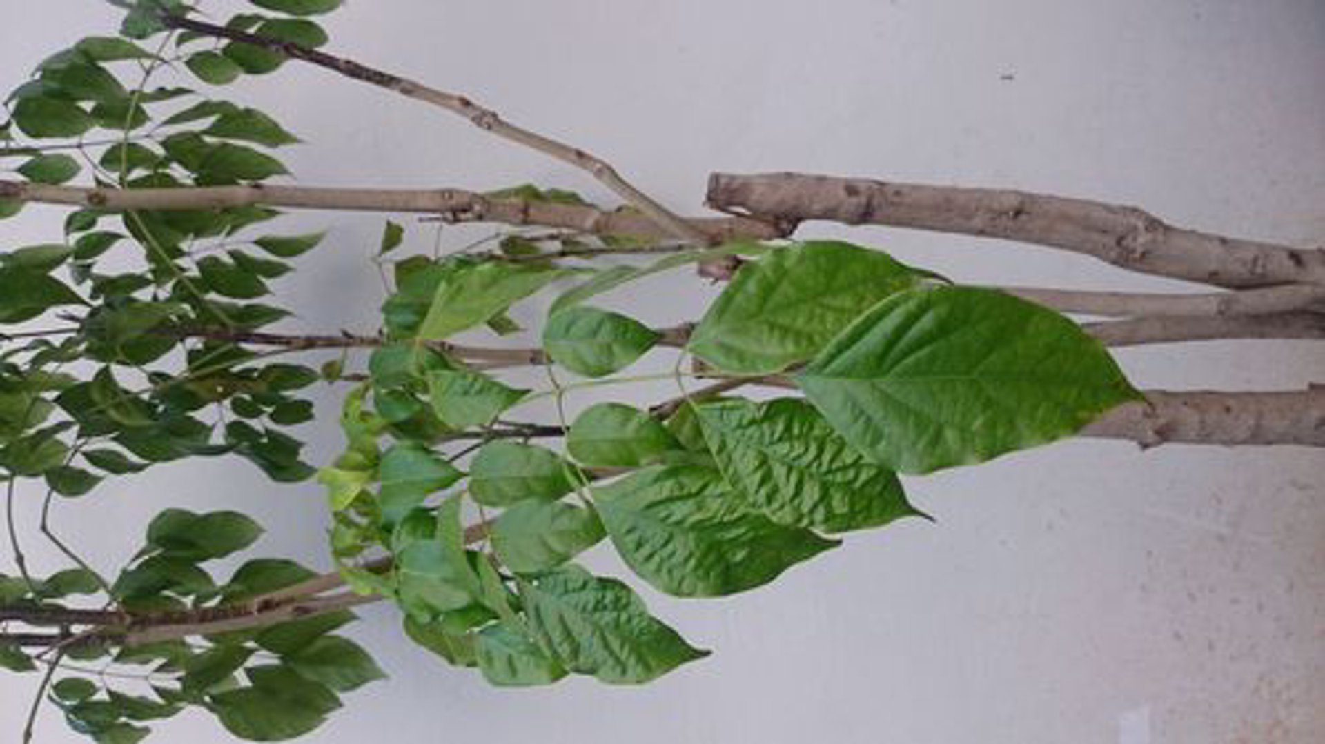 幸福树生物科技